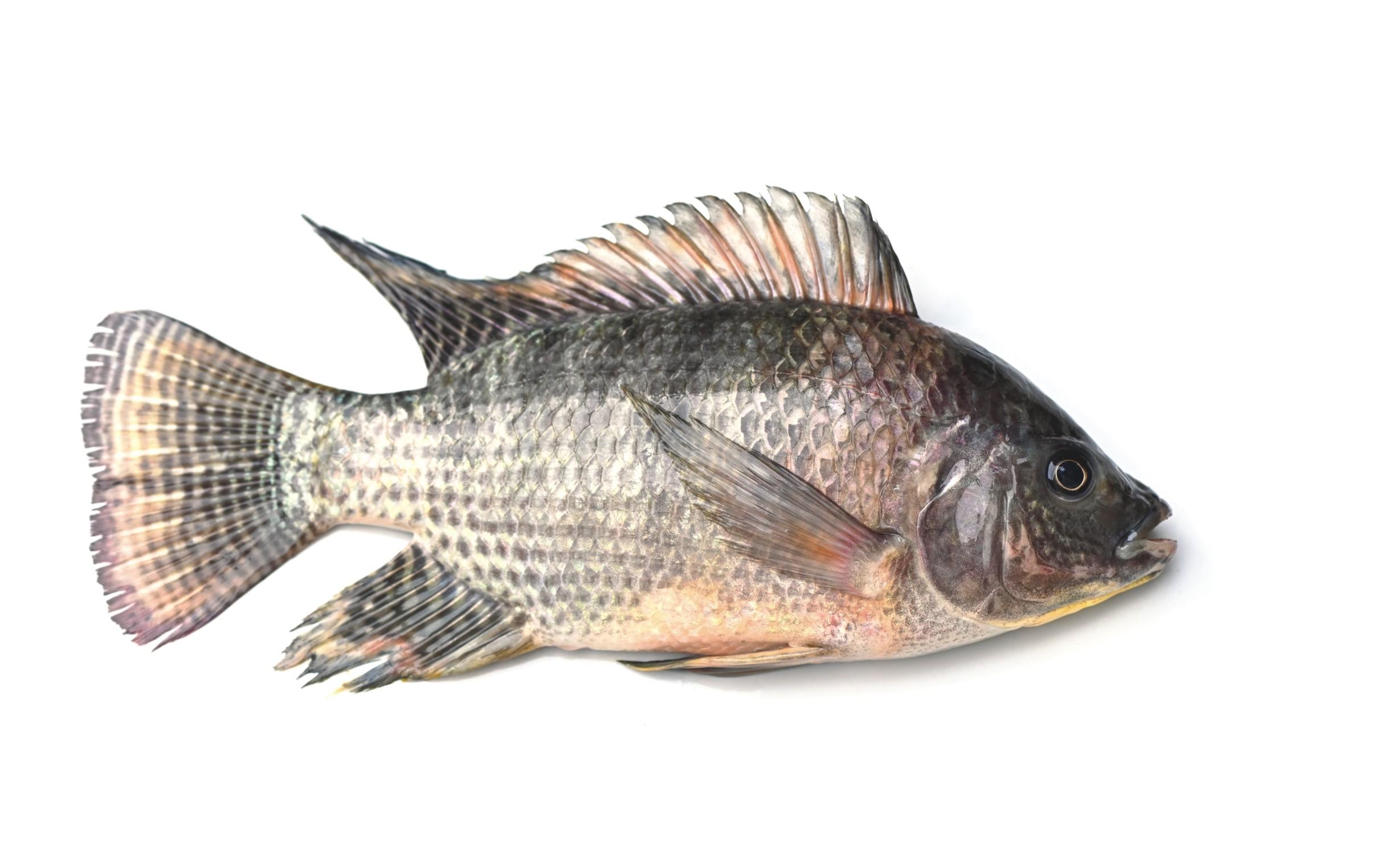 Gift Tilapia