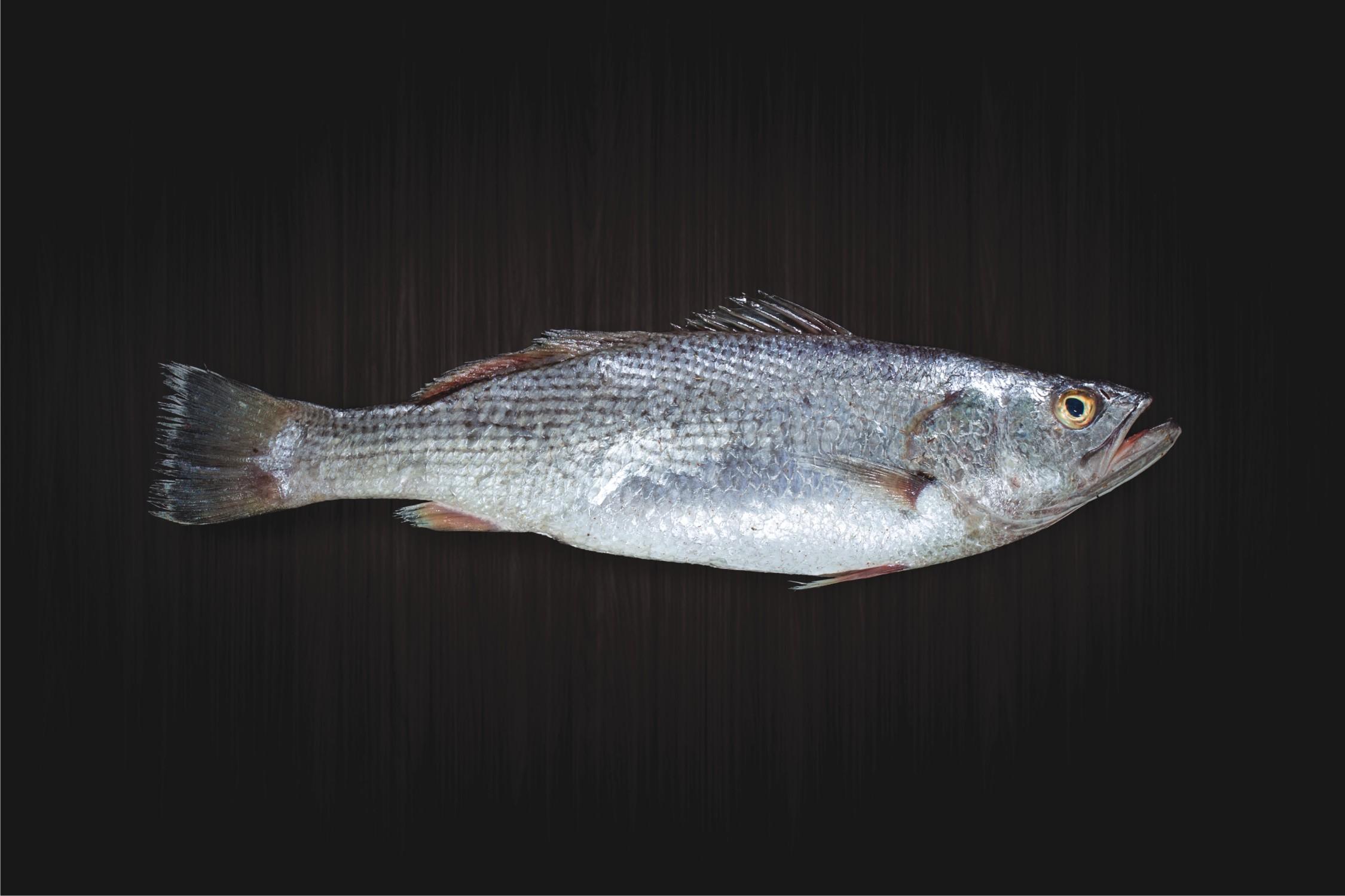 Jitada Fish