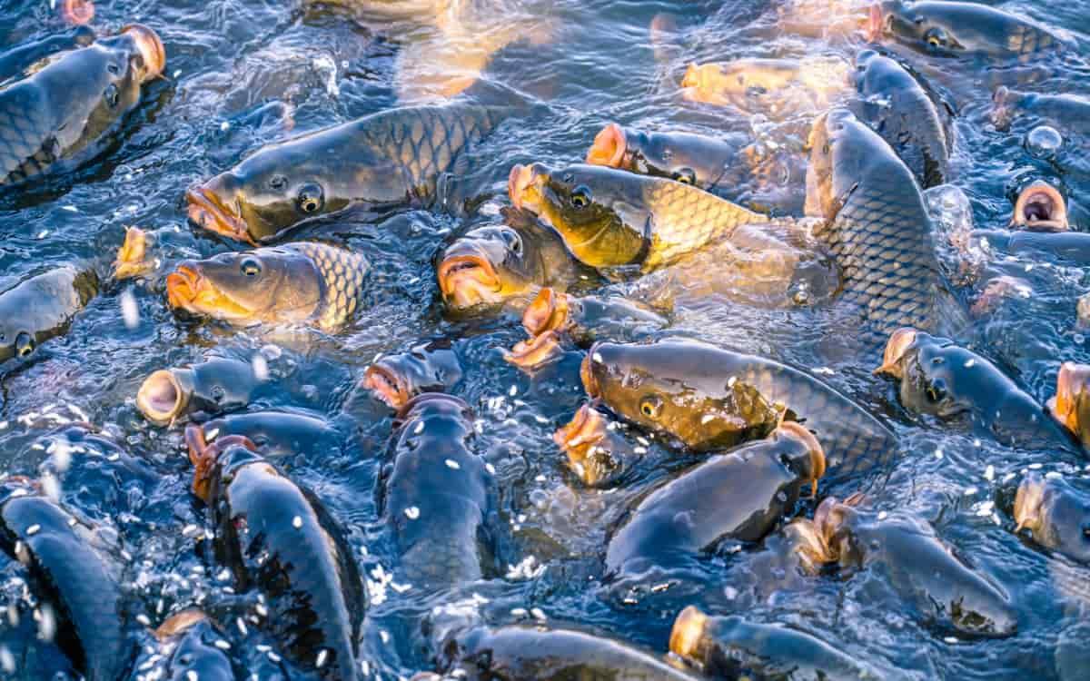 Fish Farming 3